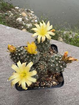 Copiapoa humilis
